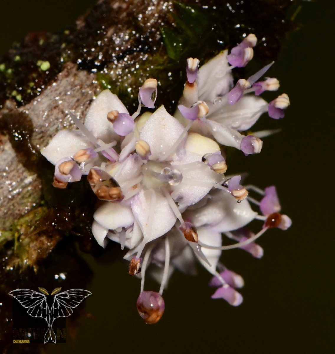 Memecylon parvifolium Thwaites